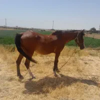 اسب مادیان نژادکرد