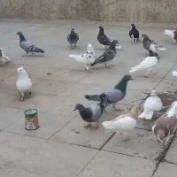 کبوتر طوق شازده ایی.شهری.پلاکی|پرنده|شیراز, شهرک مطهری|دیوار