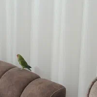 طوطی برزیلی