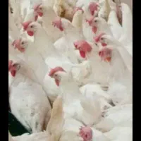 مرغ تخمگذار سفید