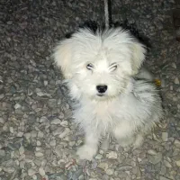 فروش سگ عروسکی