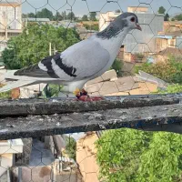کبوتر ساده چشم قرمز