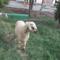 حراج بره شیرنر|حیوانات مزرعه|سیرجان, |دیوار