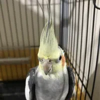 طوطی عروس هلندی