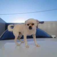 چیواوا اصیل، جیبی و کوچولو ،مناسب آپارتمان