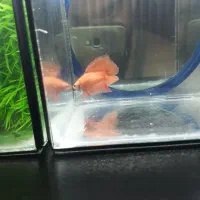 فروش ویژه ماهی فایتر