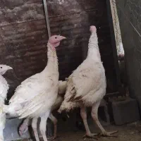 بوقلمون جوجه