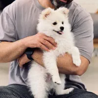 پامر روباهی سفید