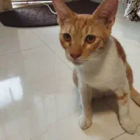 گمشده گربه نر‌نارنجی و سفید