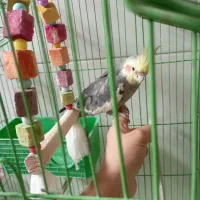 عروس هلندی