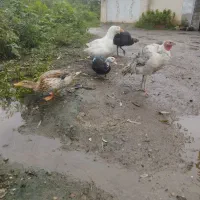فروش بوقلمون و اردک و غاز