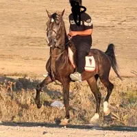 اسب کورد اصیل