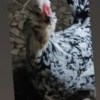 تخم مرغ گلین|حیوانات مزرعه|کازرون, |دیوار