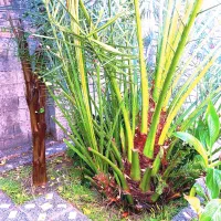 فروش 2عدد دمیت برهی  در وحدتیه