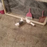 کفتر|پرنده|بروجرد, |دیوار