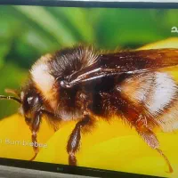 تلویزیون ۴۳ اینچ الجی