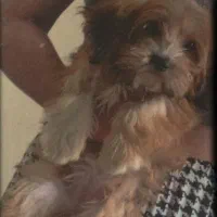 میکس شیتزو و پیکینیز|سگ|قائم‌شهر, |دیوار