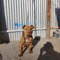 توله پیت بول