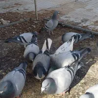 کبوتر پلاکی|پرنده|شاهینشهر, گرگاب|دیوار