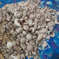 صدف دریایی|صنایع دستی و سایر لوازم تزئینی|شیراز, حومه شیراز|دیوار