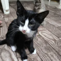 واگذاری گربه dsh|گربه|بابل, |دیوار