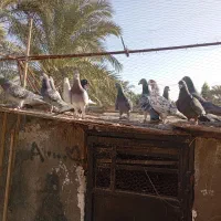 کبوتر پلاکی