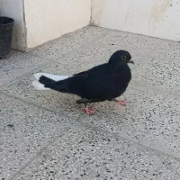 کفتر و گردنبند
