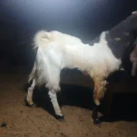 دوبر پاکستانی اصل و جوان