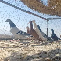 کفتر یا کبوتر پلاکی|پرنده|شیراز, وزیرآباد|دیوار