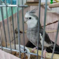 فروش عروس هلندی مولد به همراه تخم|پرنده|تولم شهر, |دیوار