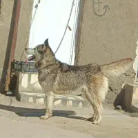 هاسکی|سگ|اسدآباد, |دیوار