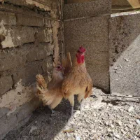 سبرایت بوف