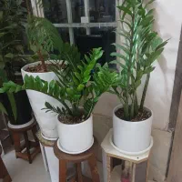 گل طبیعی وگلدان چوبی  وگل مصنوعی