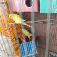 مرغ عشق|پرنده|اصفهان, جلفا|دیوار