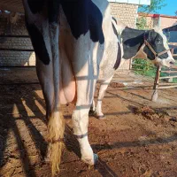 گاو شیری|حیوانات مزرعه|گرگان, |دیوار