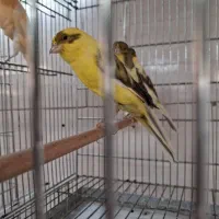 قناری رسمی|پرنده|تهران, مجیدآباد|دیوار