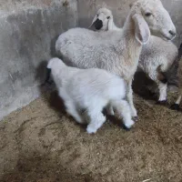 میش دورگ سیستانی با بره|حیوانات مزرعه|زابل, |دیوار