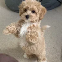 نژاد های آپارتمانی|سگ|تهران, گیشا|دیوار