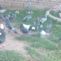 مسافتی|پرنده|باروق, |دیوار
