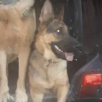 سگ ژرمن ورک|سگ|برخوار, |دیوار