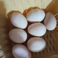 فروش ۲۰ عدد تخم اردک نطفه دار