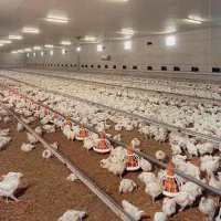 استخدام کارگر مرغداری