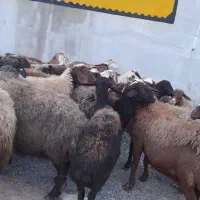 گوسفند وبره درجه یک