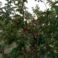 فروش باغ در روستای اونلیق بمتراژ ۱۱۶۵