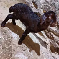 بره ی نَره قزل افشار