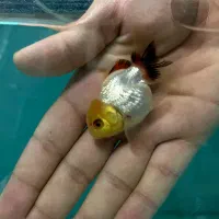 گلدفیش.گوپی.فایتر.اکواریوم|ماهی|ری, شهید بهشتی|دیوار