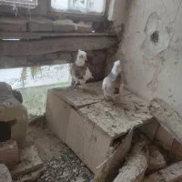 کبوتر طوقی نقش