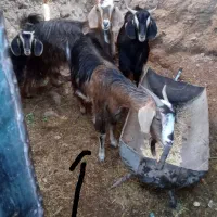 فروش دو عدد بز نژاد ندوشنی