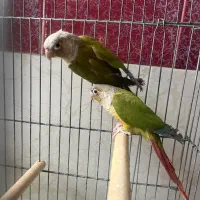 جفت گرینچیک