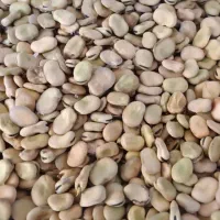 باقلا هیستال|خوردنی و آشامیدنی|گرگان, |دیوار